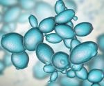 AMN1: New gene target for antifungal therapy against cluster-forming pathogenic fungus