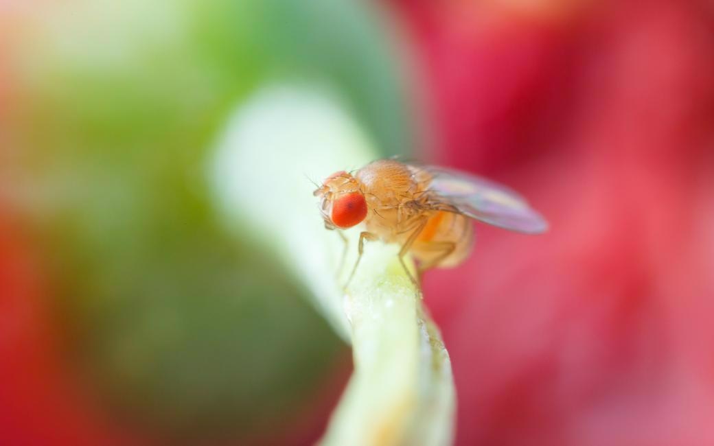 Minor genetic differences impact the ability to utilize the energy of various nutrients