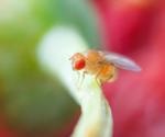 Minor genetic differences impact the ability to utilize the energy of various nutrients