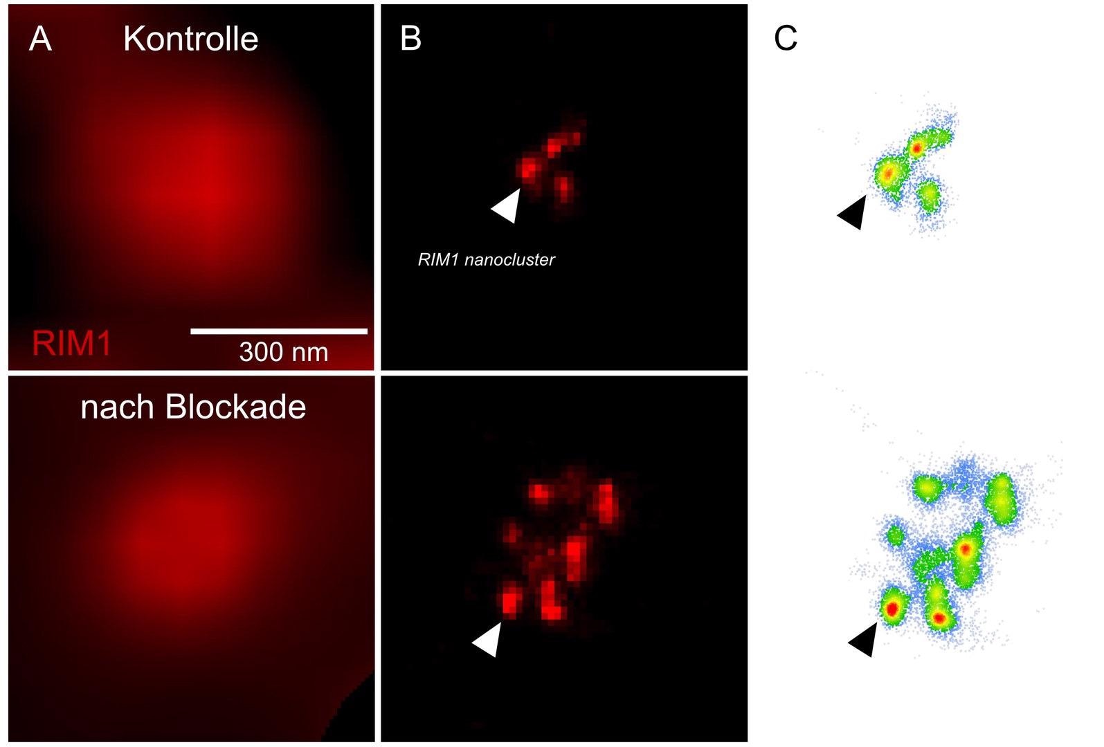 Researchers discover how new techniques may alter the synaptic connection of neurons