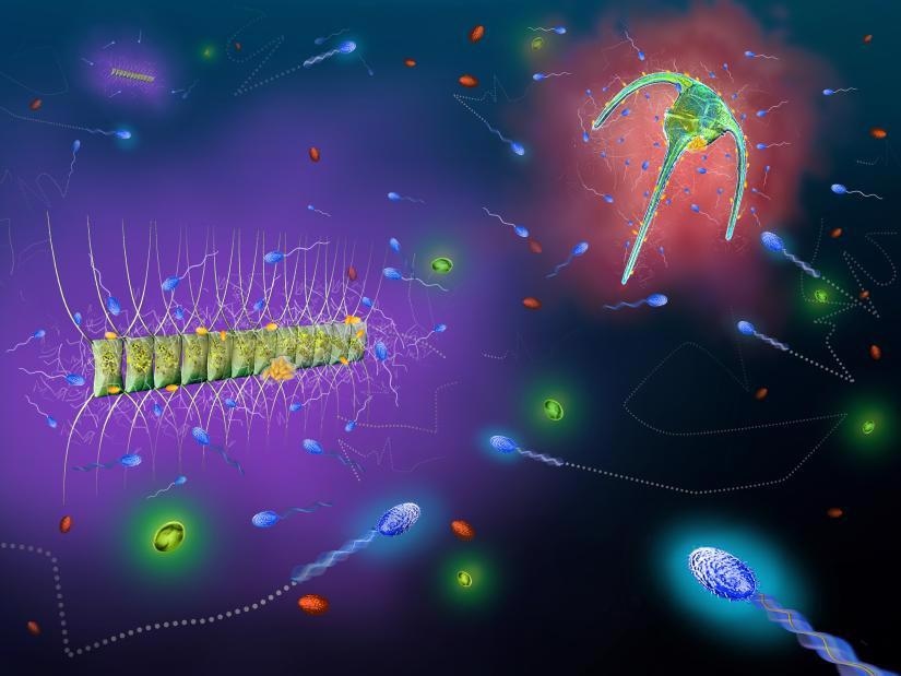 Researchers identify marine microbes and their behavioral patterns