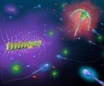 Researchers identify marine microbes and their behavioral patterns