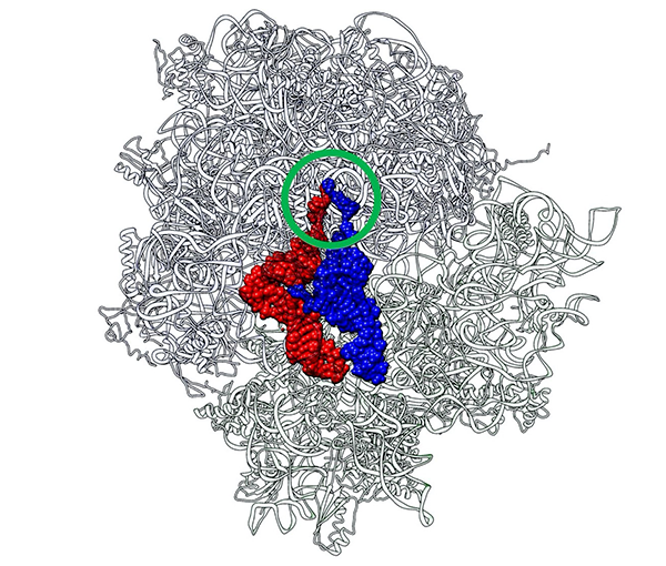 Researchers explore how tRNAs evolve in protein synthesis