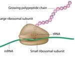 Researchers explore how tRNAs evolve in protein synthesis