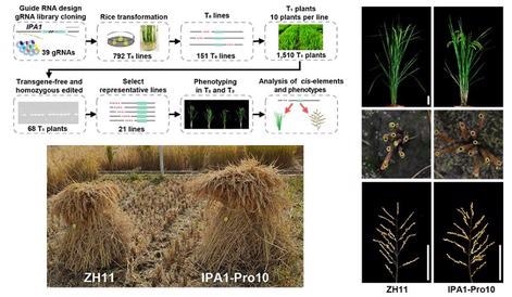 Study highlights an effective technique to overcome the rice yield constraint