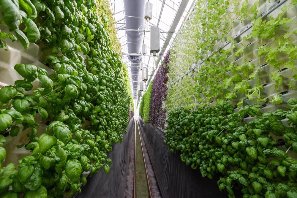 Vertical Farm