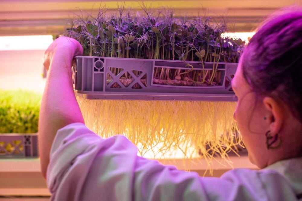 Aeroponics
