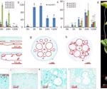Lotus uses a novel approach to survive complete submergence