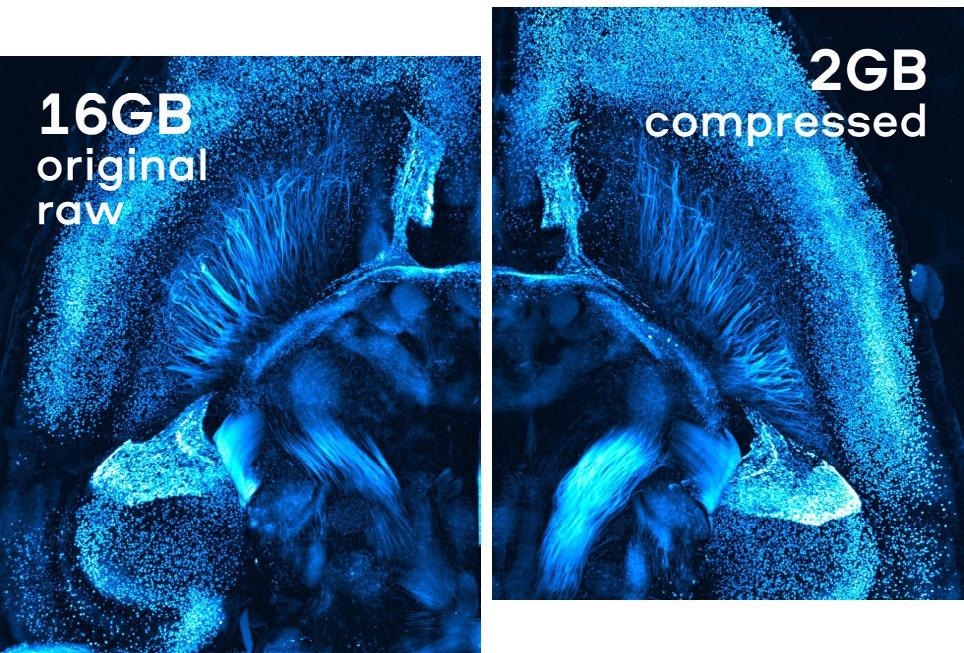 Dotphoton and Hamamatsu photonics are partnering to provide the ultimate raw image compression and address the ever-growing biomedical image data volume Dotphoton and Hamamatsu photonics are partnering to provide the ultimate raw image compression and address the ever-growing biomedical image data volume