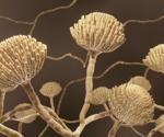 Scientists determine drug-resistant mold that infects human lungs