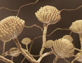 Scientists determine drug-resistant mold that infects human lungs