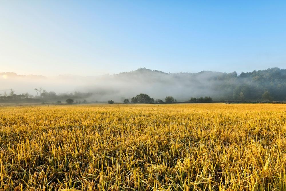 Rice Field
