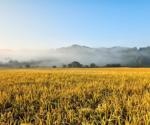 Researchers analyze leaf angle genetics for improved crop yields