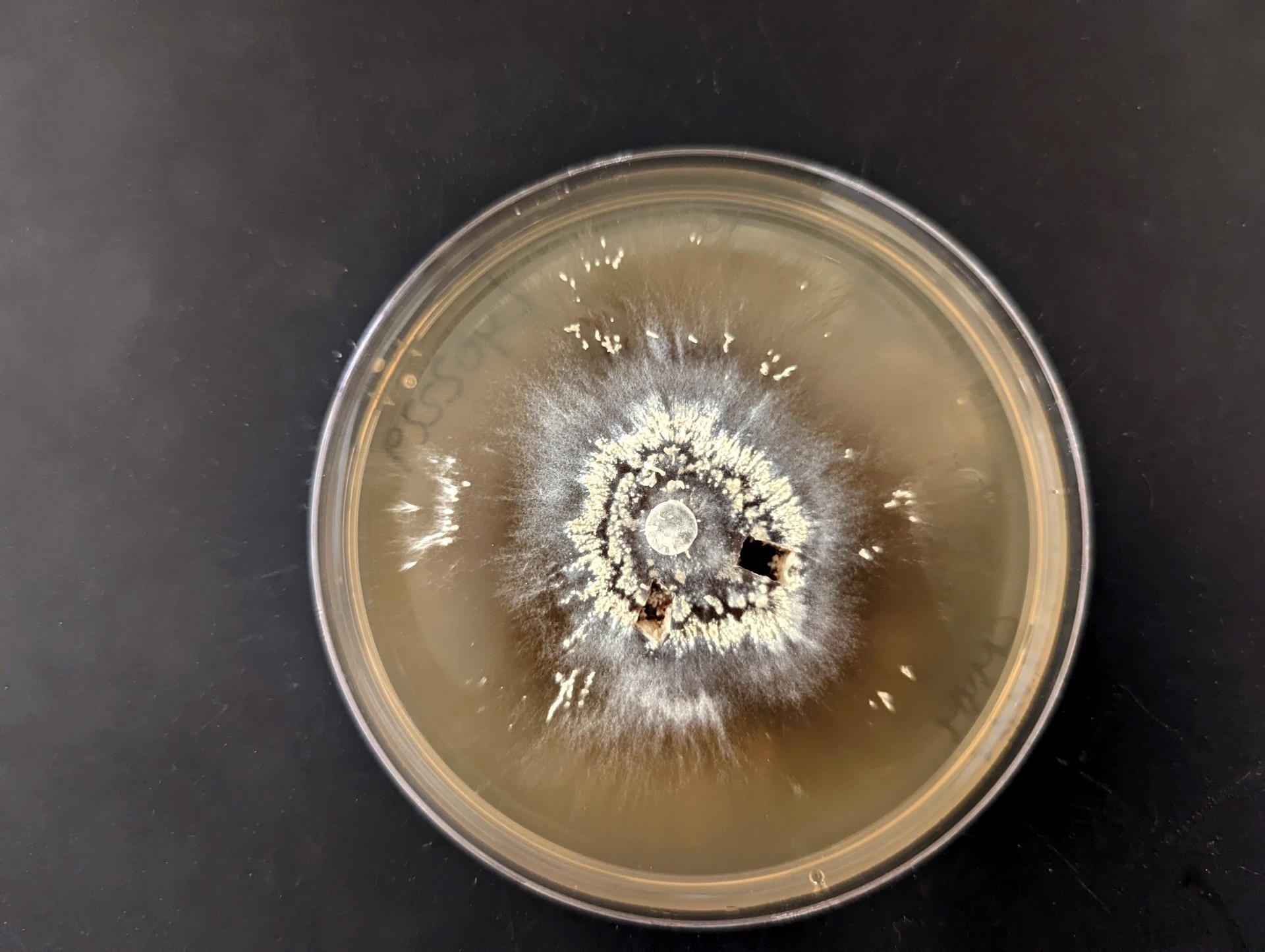 Research investigates megafire impacts on redwood tanoak forest microbes