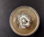 Research investigates megafire impacts on redwood tanoak forest microbes