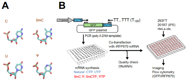Researchers analyze the potential role of mRNA in drug development and novel therapies