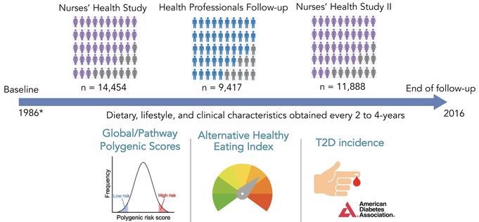 Research shows Type 2 diabetes associates with genetic risk factors and diet quality
