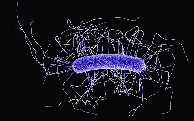 Study addresses genetic diversity of Clostridioides difficile using systems biology technique