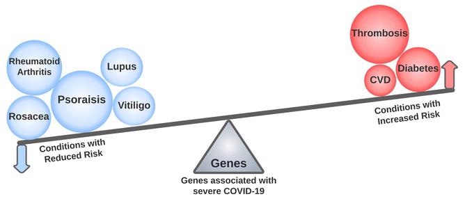 Study reveals genetic architecture of COVID-19 risk factors and disease complications