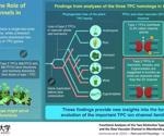 Researchers analyze the significance of two-pore channels in plant cells