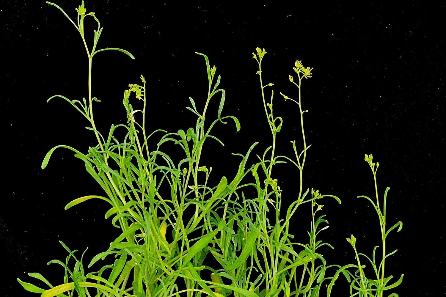 Study shows how Schrenkiella parvula develops faster under stressful conditions