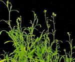 Study shows how Schrenkiella parvula develops faster under stressful conditions