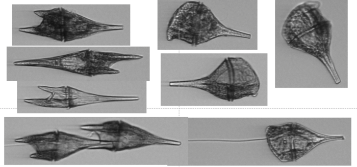 Scientists plan to analyze the diversity of marine life using environmental DNA