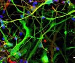 Researchers analyze the effect of dopamine on gene activity and addiction