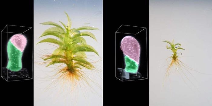Research shows how the mitotic mechanism locate plant cell using moss plant