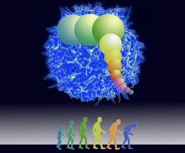 Study shows how COVID-19 deaths occur in aging due to genetic limit on cell division
