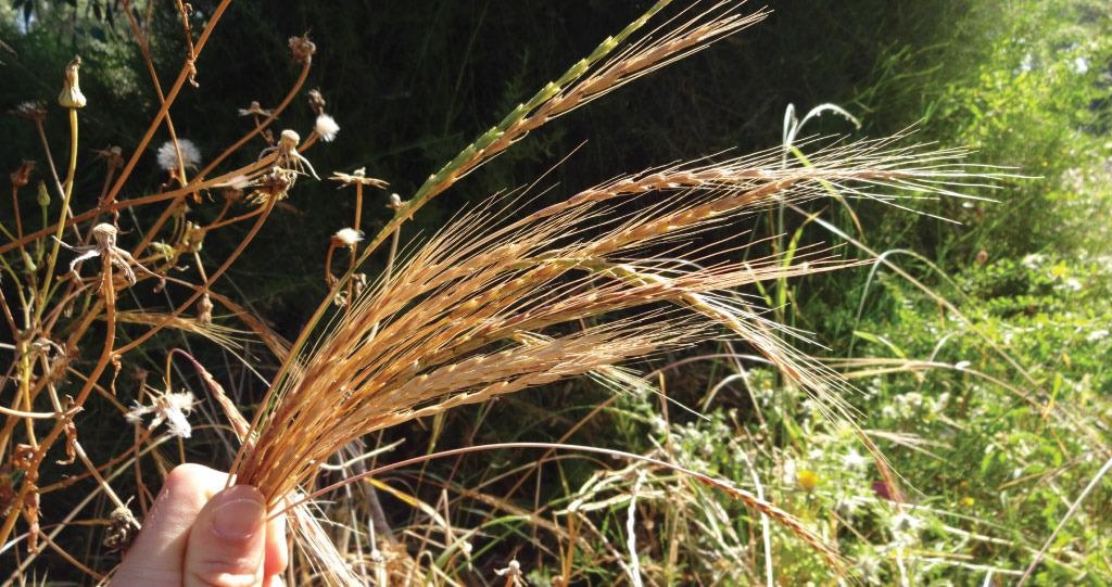 Genetic options helps researchers transmit rust resistance from one plant to another