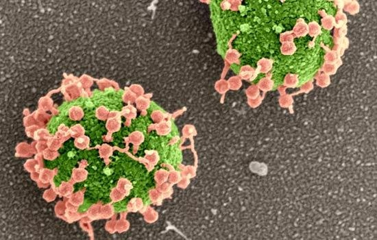 Researchers highlight a phage-antibiotic combo against antibiotic-resistant superbug