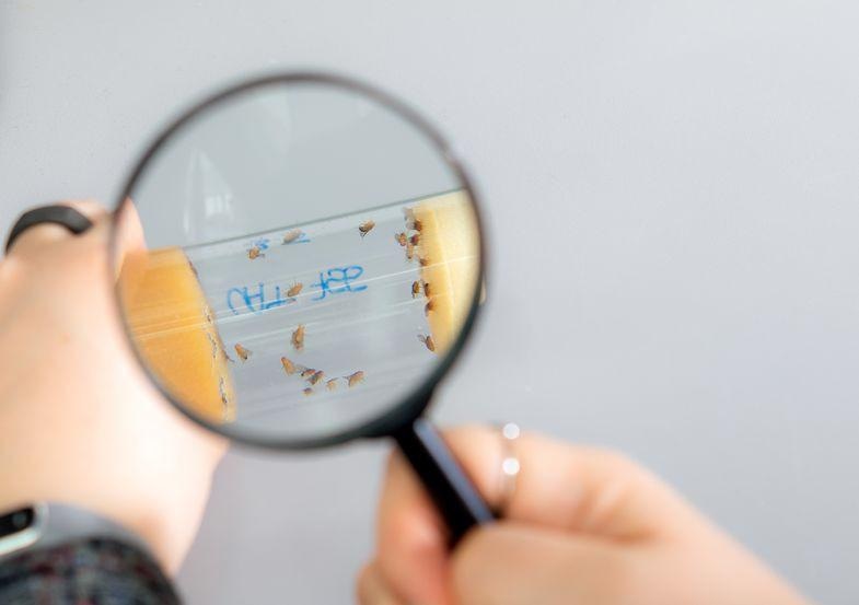 Researchers identify gene mutation to have the potential to induce higher intelligence in humans