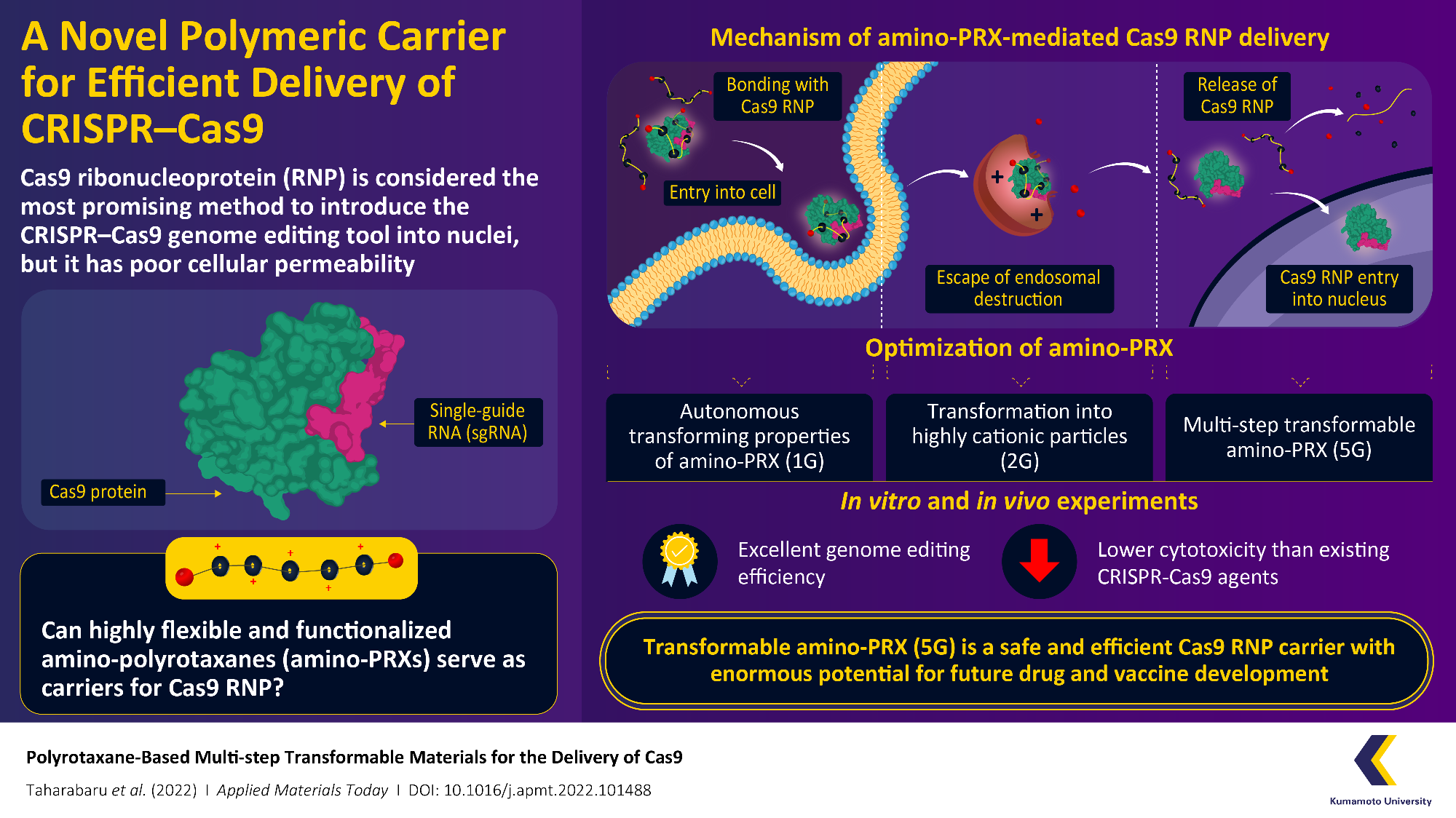 New supramolecular CRISPR–Cas9 carrier supports more effective genome editing