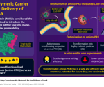New supramolecular CRISPR–Cas9 carrier supports much effective genome editing