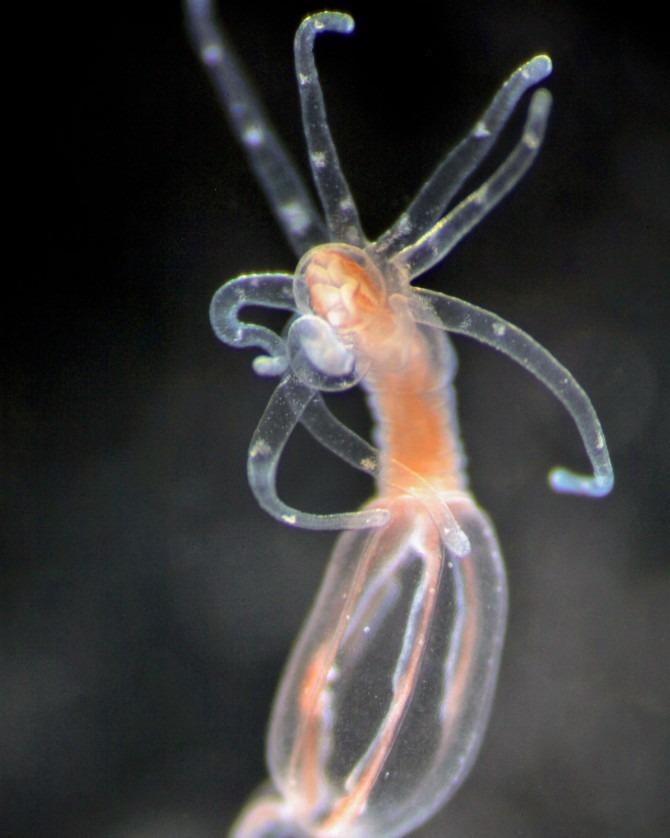 Researchers identify jellyfish’s stinging cells to promote new cell function