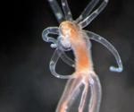 Researchers identify jellyfish’s stinging cells to promote new cell function