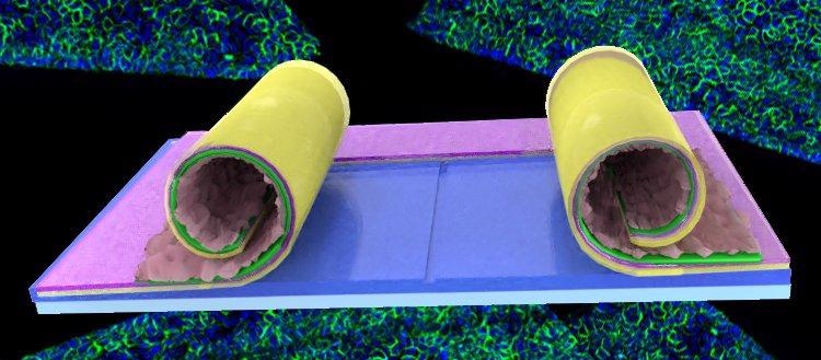 Research sheds light on new options for organ cultivation in vitro