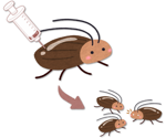 Researchers introduce CRISPR to enable gene editing in cockroaches