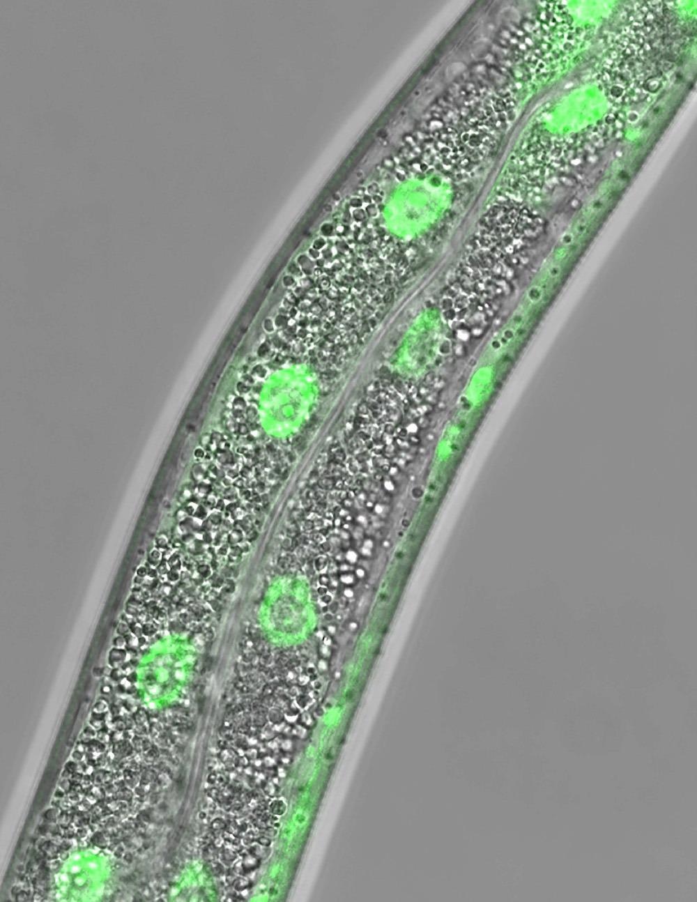 Research may lead to new therapies for metabolic disorders and other diseases