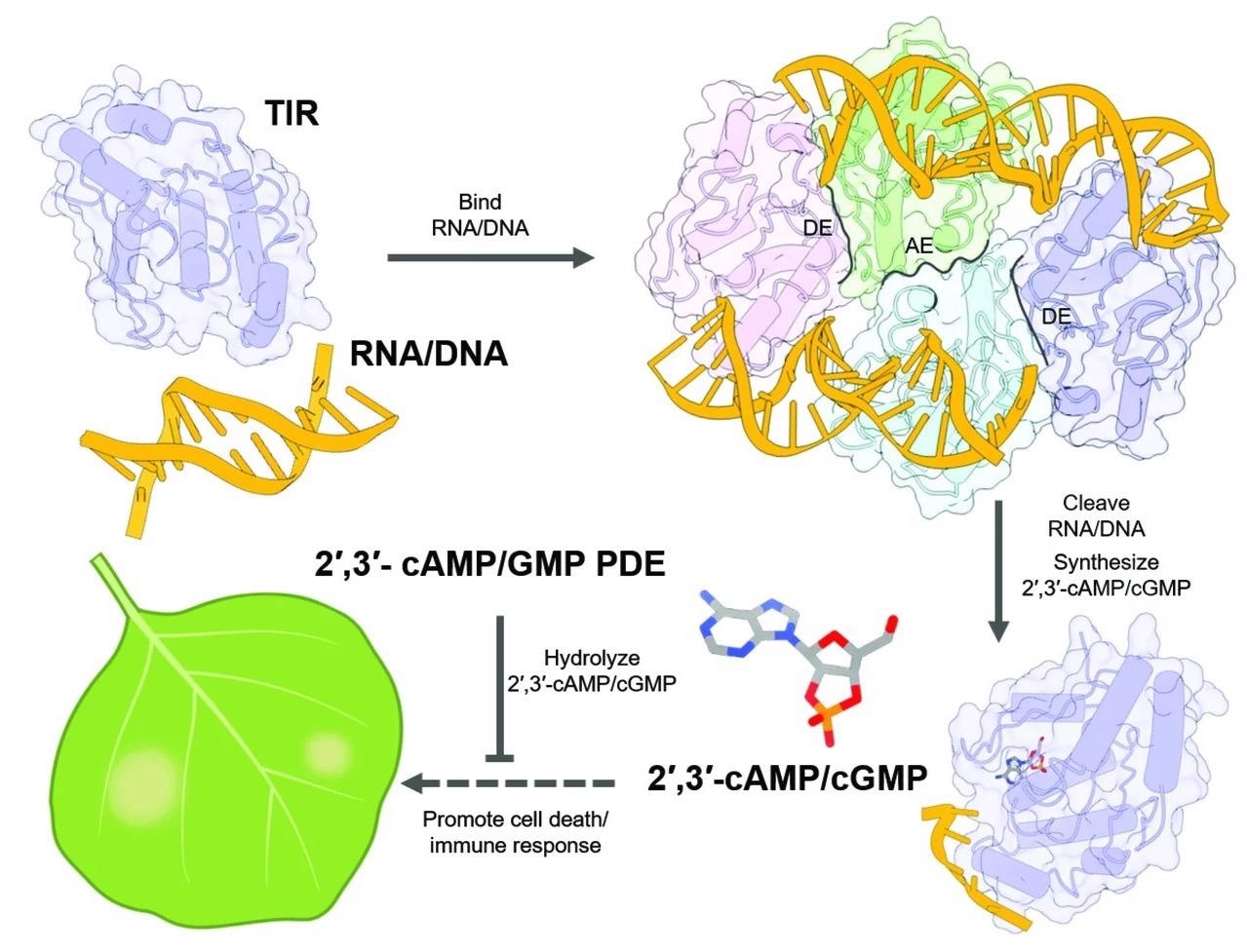 Researchers develop a new biochemical process to analyze plant immunity
