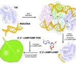 Researchers develop a new biochemical process to analyze plant immunity