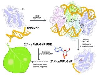 Researchers develop a new biochemical process to analyze plant immunity