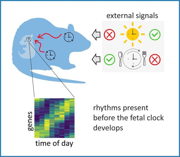 Maternal rhythms help to develop the suprachiasmatic nuclei’s “master clock”