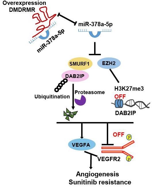 Researchers determine the novel medical target of angiogenesis for ccRCC patients