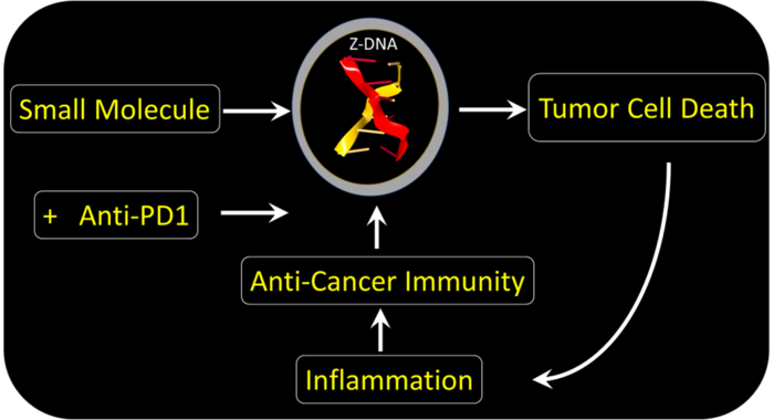 Scientists discover a new left-handed Z-DNA technique to kill hard-to-treat tumors