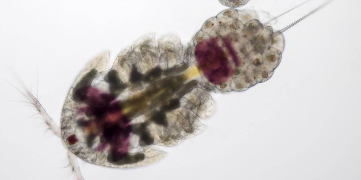 Research reveals the origins of microbiomes and their current evolution