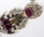 Research reveals the origins of microbiomes and their current evolution