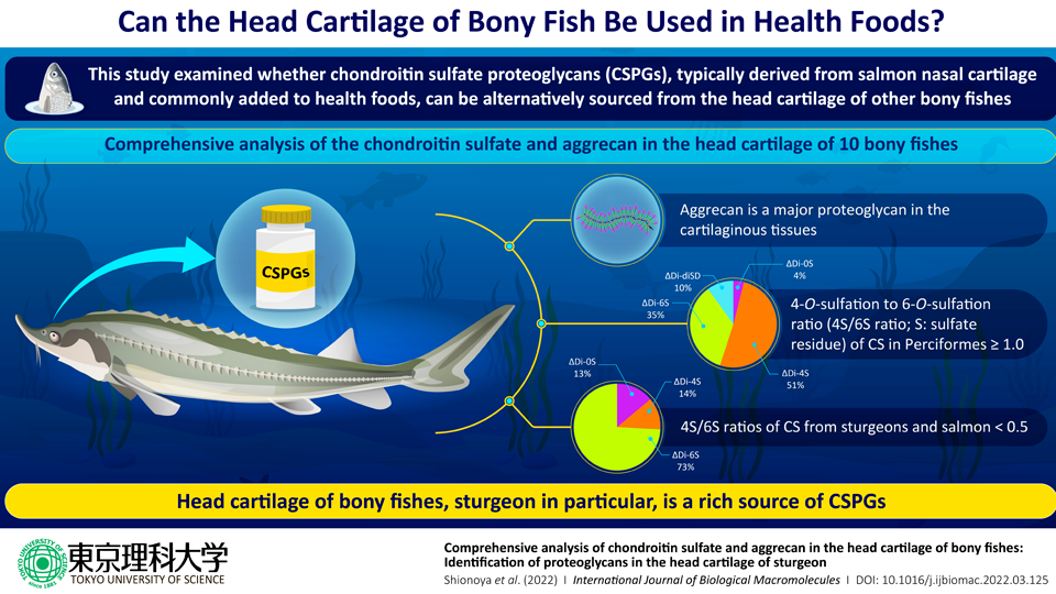 Researchers discover a significant health food ingredient