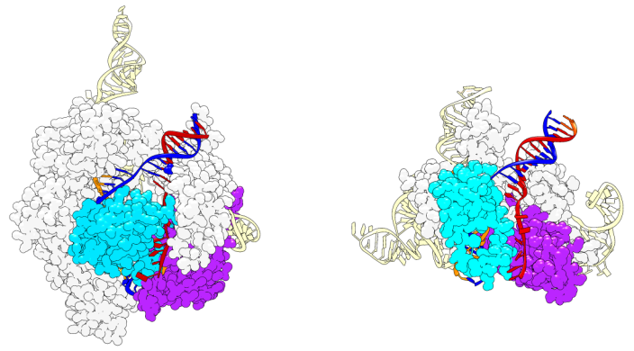 Scientists develop powerful tools using CRISPR-Cas9 to repair genetic diseases